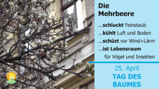 Facebook_Quer_Mehlbeere_1920_1080_ME