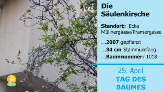 Facebook_Quer_Sauelenkirsche_1920_1080_ME