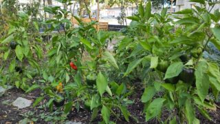 IMG_20231022_153321