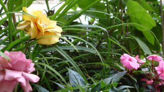 Juli_Hochbeet_links_Plastikblumen_Dahlie