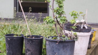 P1010083