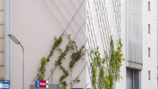 fassadenbegrünung_6