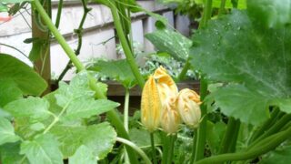 hochbeet_05