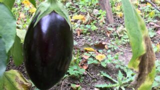 reife Aubergine