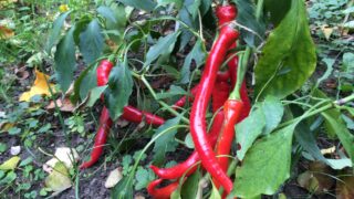 scharfe Paprika