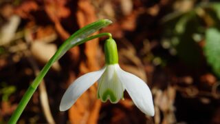 snowdrop-g75c8f08fc_1920