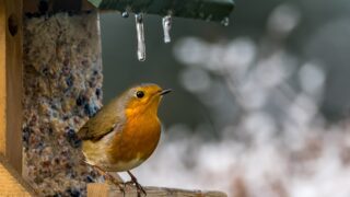 wildlife-g90d8b9925_1920