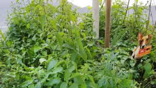 Wildblumen_5_HP.jpg
