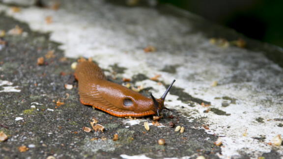Schnecke_(C) Freepik